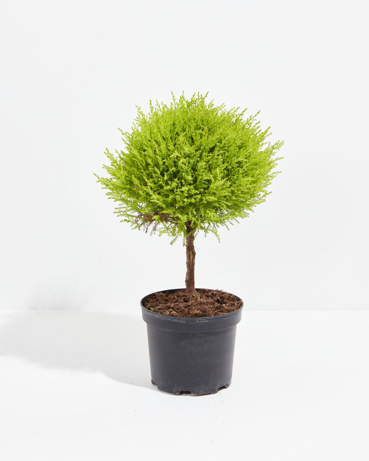 lipo c cypress Lipo-C Lemon cypress 6" | Cerbo's