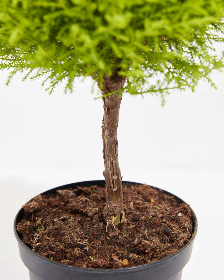 lemon cypress tree bonsai Lemon Cypress Topiary | Mediterranean Beauty