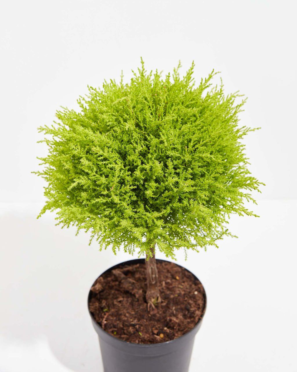 Lemon Cypress Topiary Mediterranean Beauty Table Top Plant
