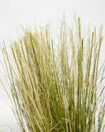 Mexican Feather Grass Featured Image