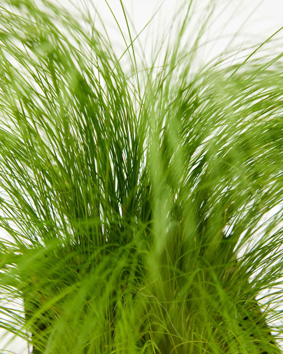 Mexican Feather Grass Featured Image