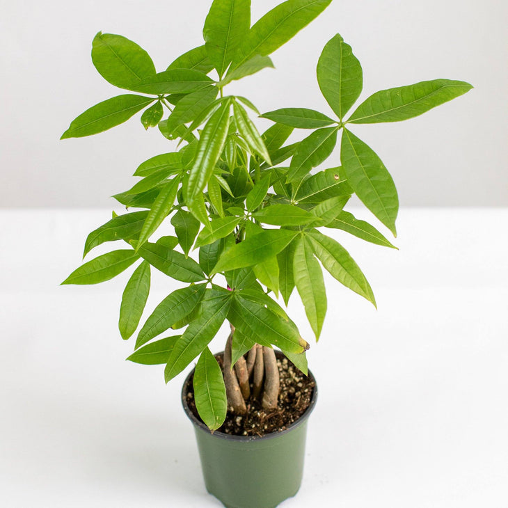 Money Tree, Lively Root, Plant, Detail, , , 