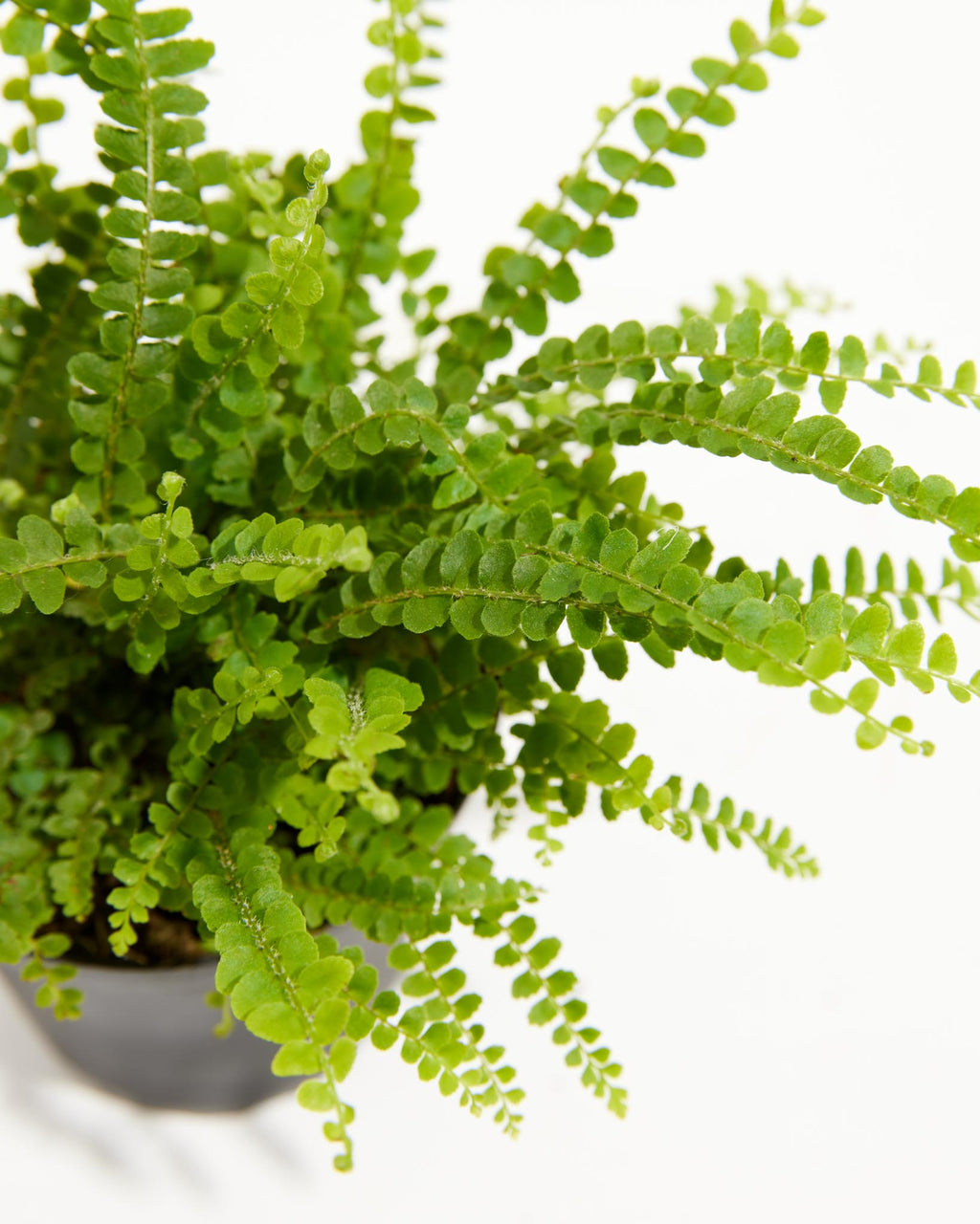 Lemon Button Fern For Sale, Care Guide & Growing Tips