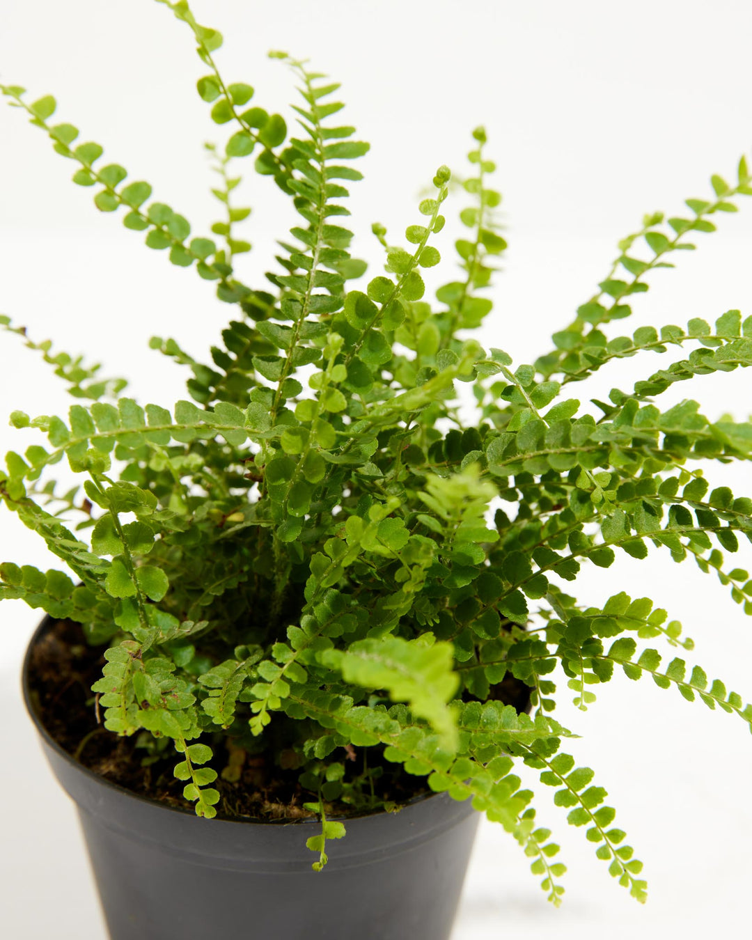 fishbone fern indoor plant Lemon Button Fern For Sale | Care Guide & Growing Tips