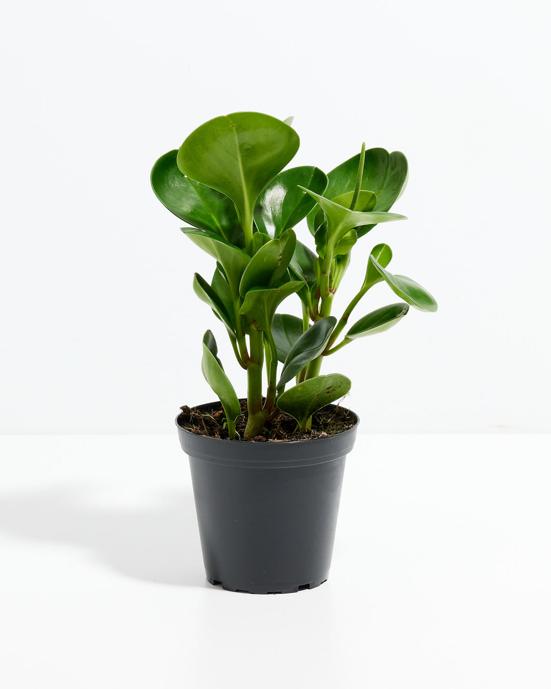 is peperomia obtusifolia a succulent Peperomia Obtusifolia | American Rubber Plant