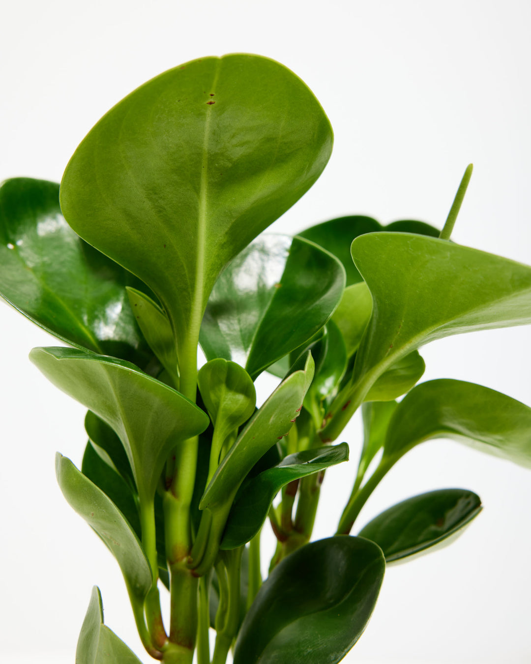 thick stem indoor plant Peperomia Obtusifolia | American Rubber Plant