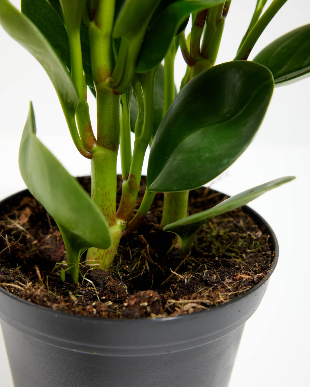 thick stem indoor plant Peperomia Obtusifolia | American Rubber Plant