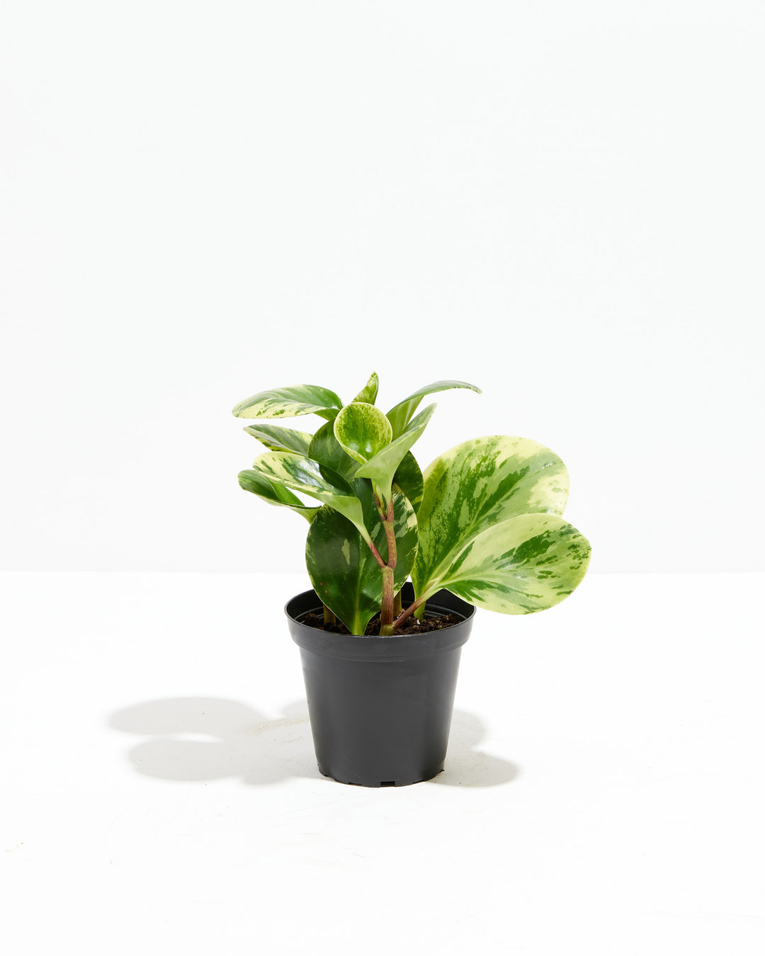 Marble Peperomia, Lively Root, Plant, Size, Small, , 
