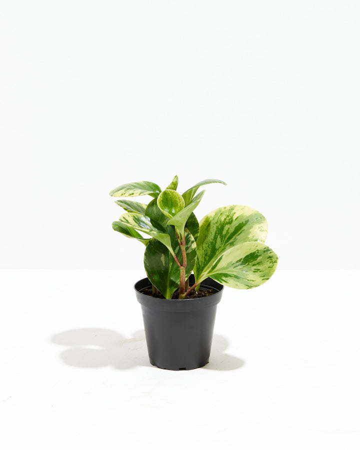 Marble Peperomia, Lively Root, Plant, Size, Small, , 