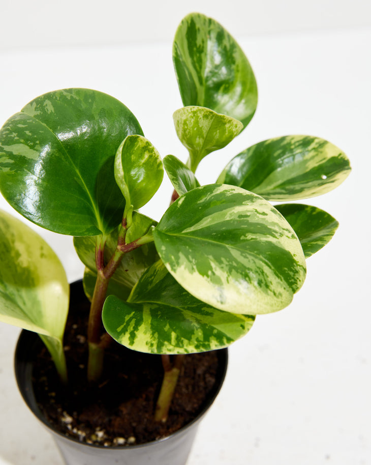 Marble Peperomia, Lively Root, Plant, , , , 