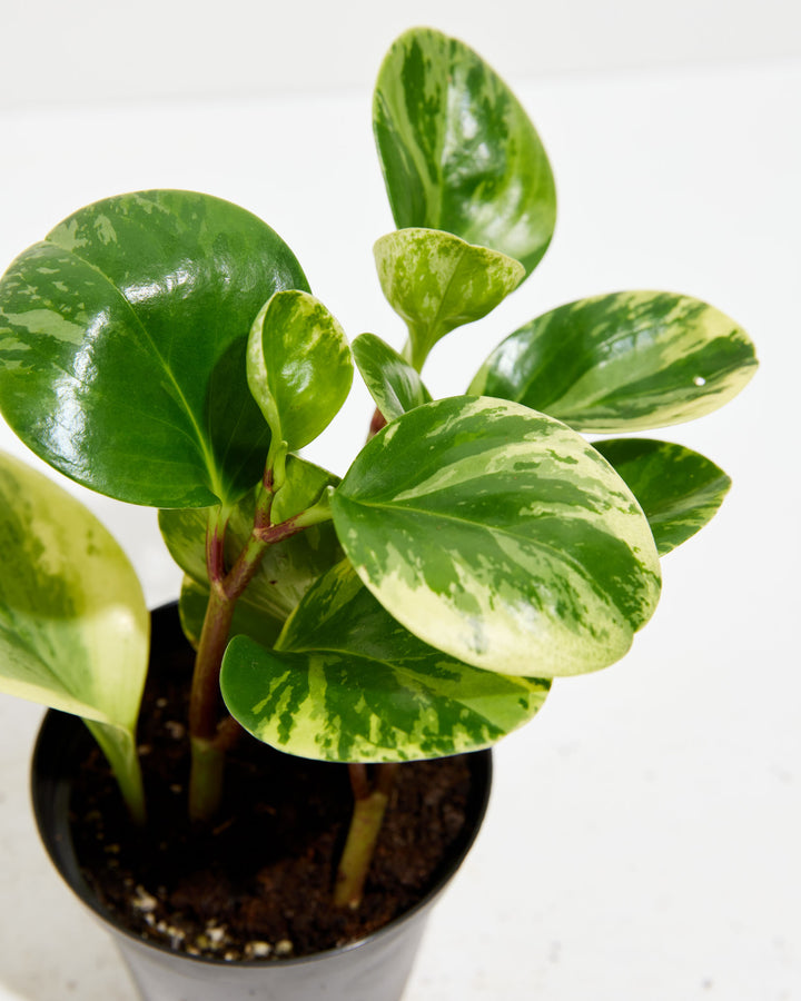 Marble Peperomia, Lively Root, Plant, , , , 