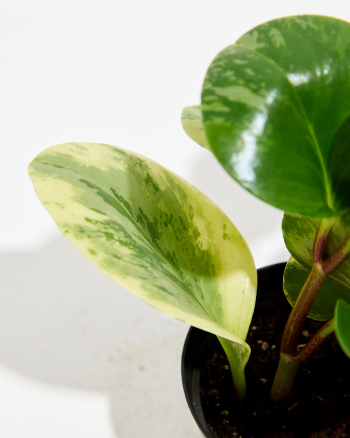 Marble Peperomia, Lively Root, Plant, , , , 