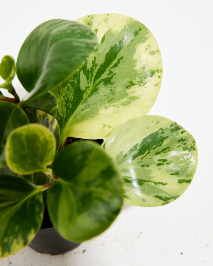 Marble Peperomia, Lively Root, Plant, , , , 