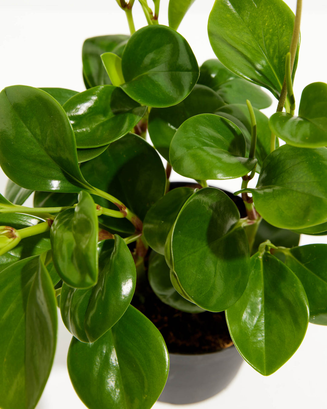 is peperomia obtusifolia a succulent Peperomia Obtusifolia | American Rubber Plant