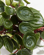 Watermelon Peperomia Featured Image