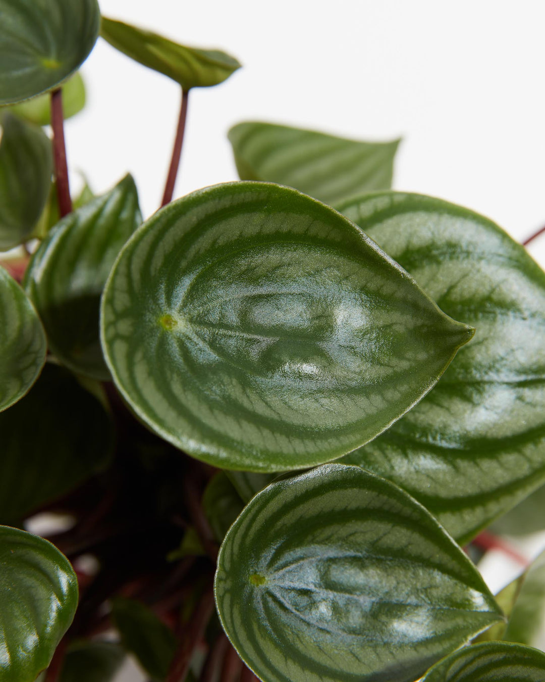 watermelon plant succulent Watermelon Peperomia | Rare Plants
