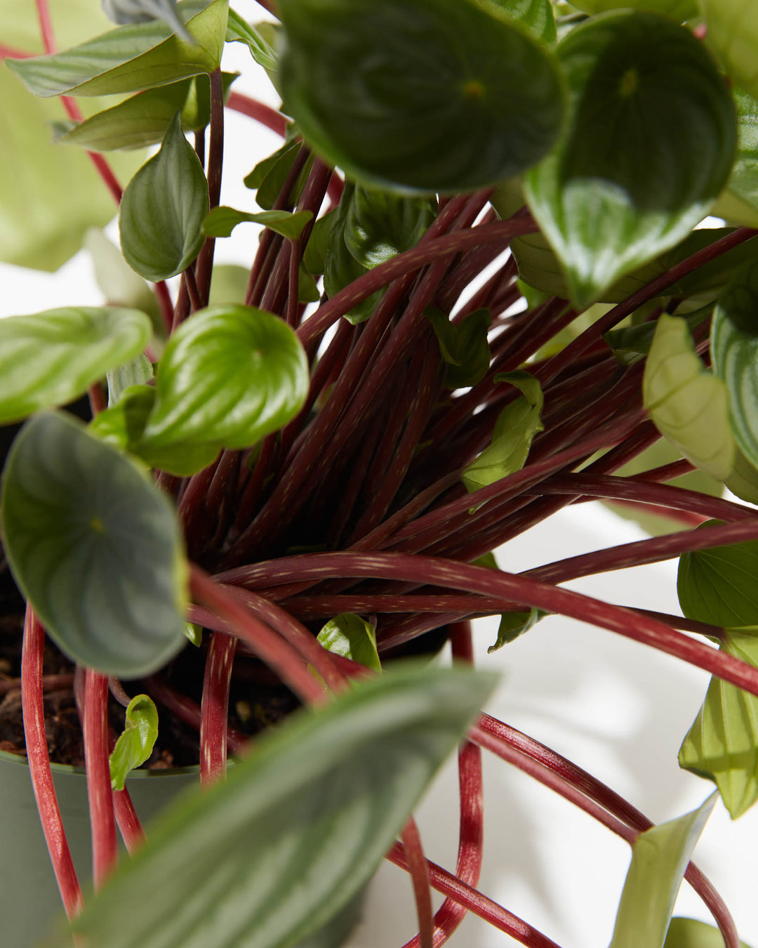 chinese money plant watermelon Watermelon Peperomia | Rare Plants