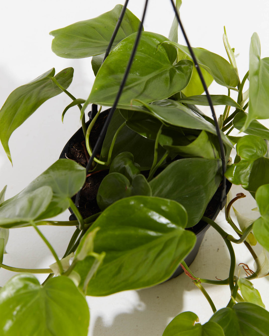 heart leaf philodendron outside Philodendron Cordatum For Sale, Including Care Guide