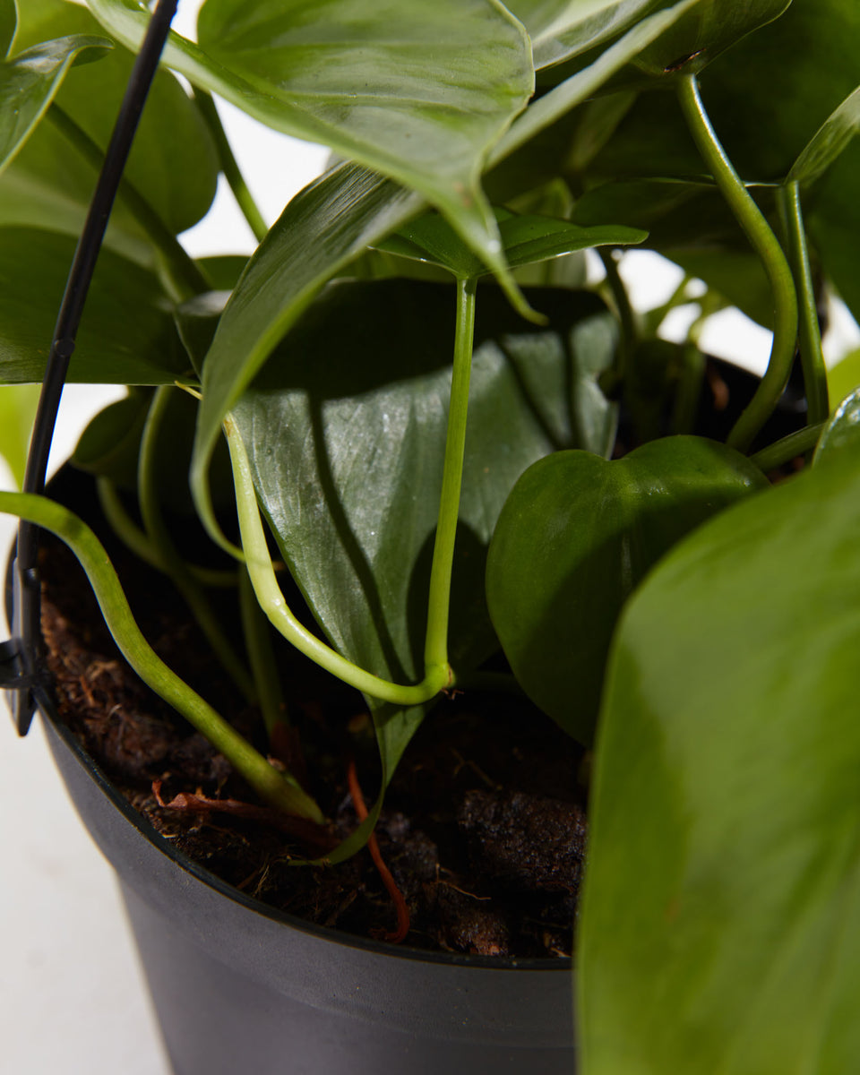 Philodendron Green Cordatum Featured Image