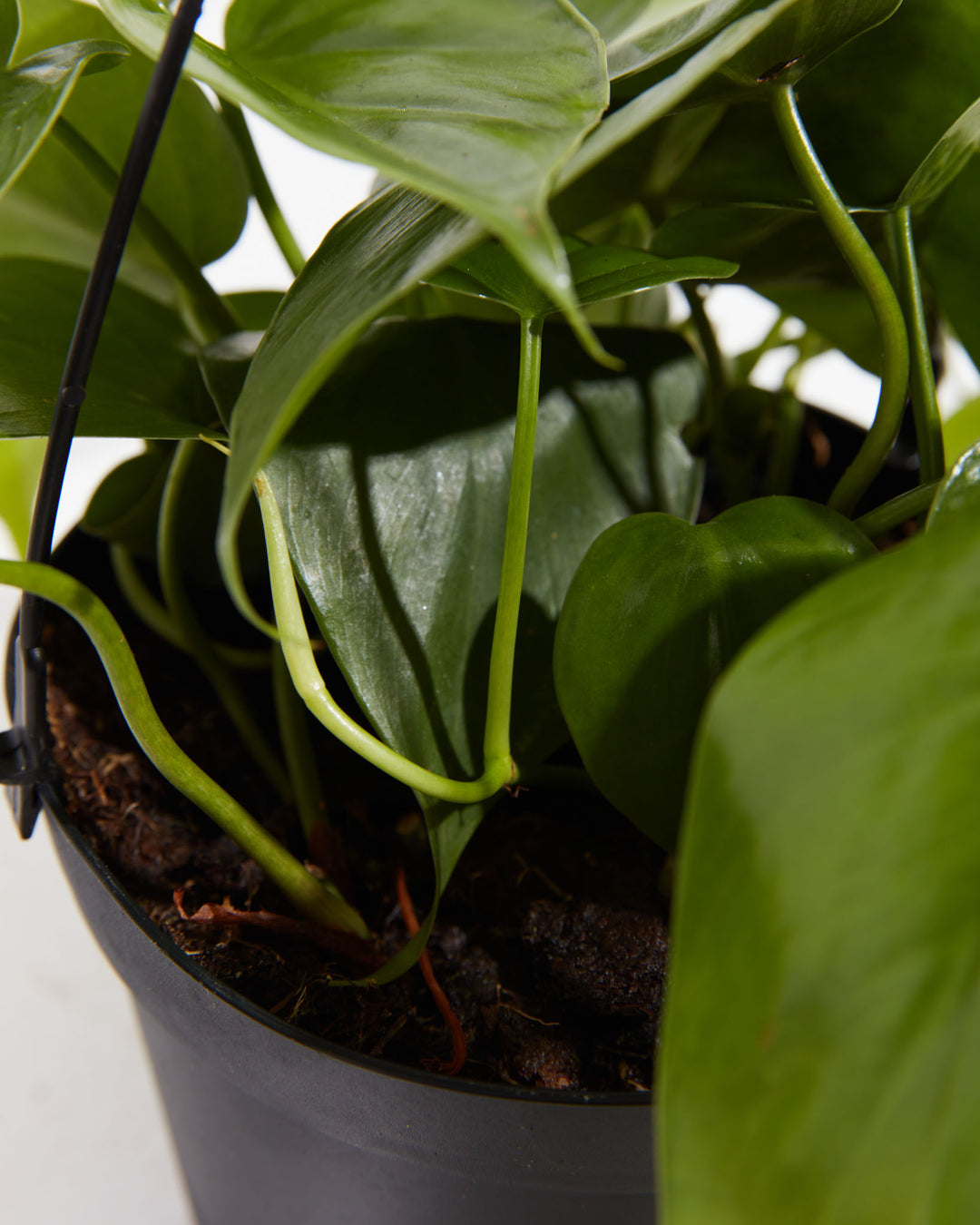 philodendron corazon Philodendron Cordatum For Sale, Including Care Guide