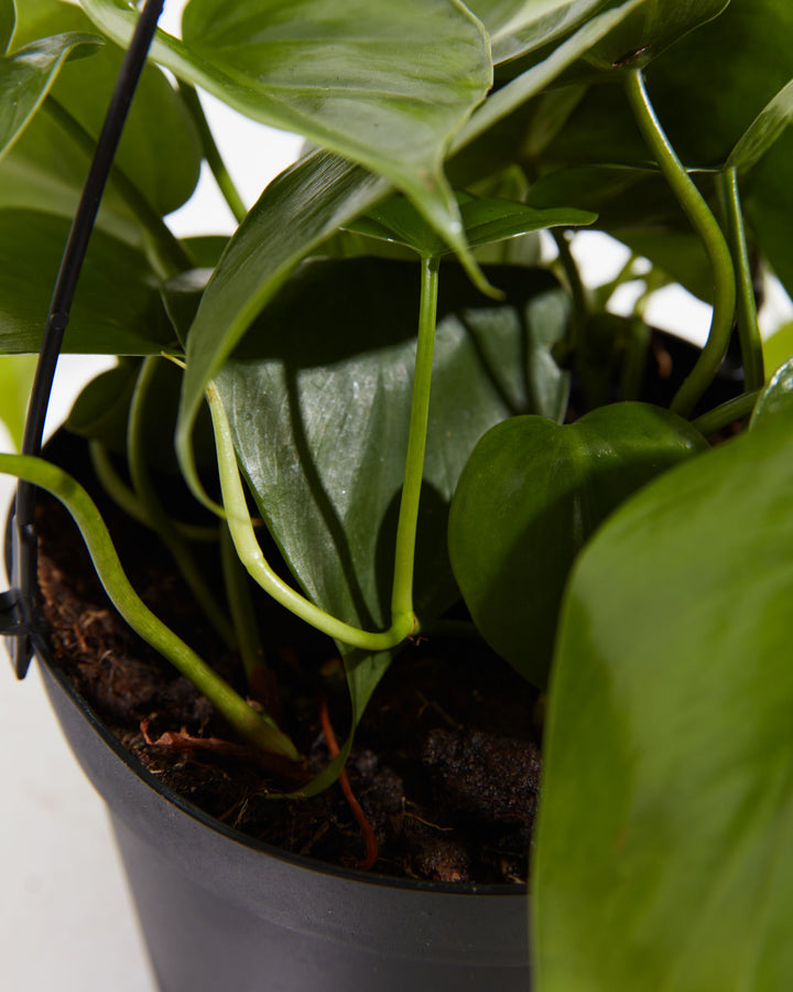philodendron cordatum in water Philodendron Cordatum For Sale, Including Care Guide