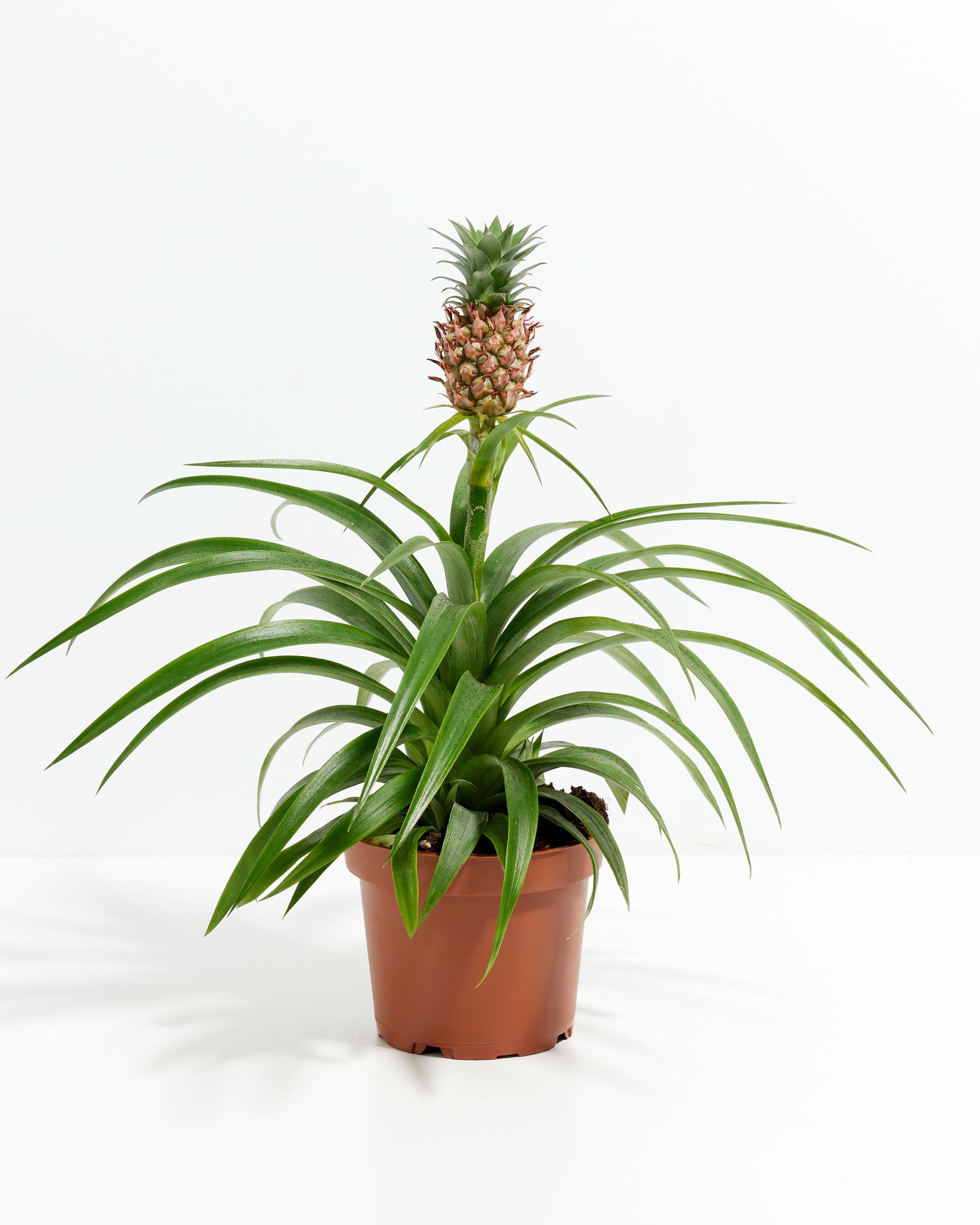 Pineapple Plant with Fruit | Tropical Plants | Lively