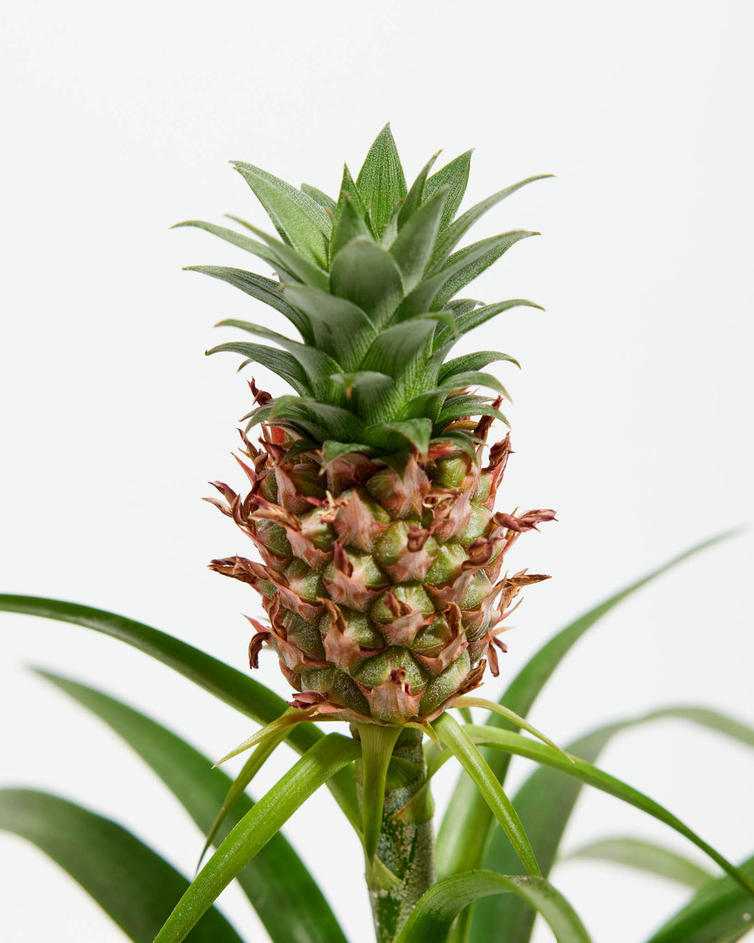 revive pineapple plant Pineapple Plant for Sale | Tropical Plants