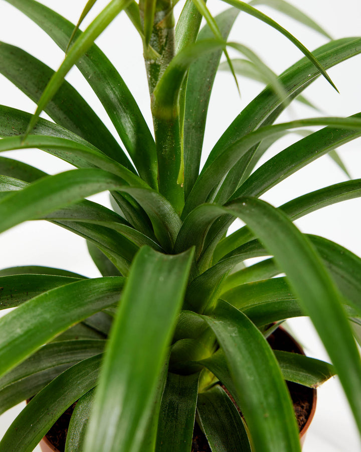 pineapple plant ireland Pineapple Plant for Sale | Tropical Plants