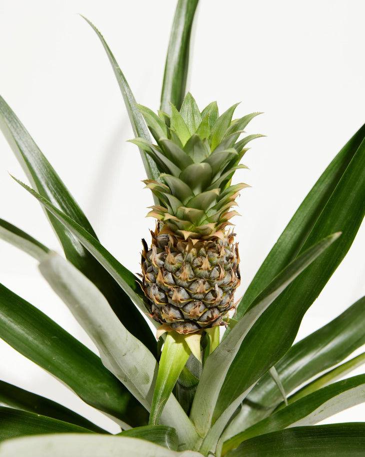Pineapple Plant with Fruit - 40% Off This Week Only!, Lively Root, Plant, , , , 