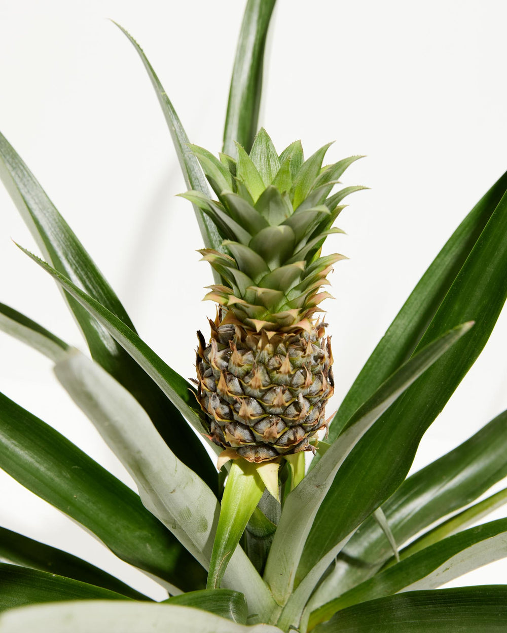 best pineapple plant food Pineapple Plant for Sale | Tropical Plants