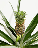 Pineapple Plant with Fruit Featured Image