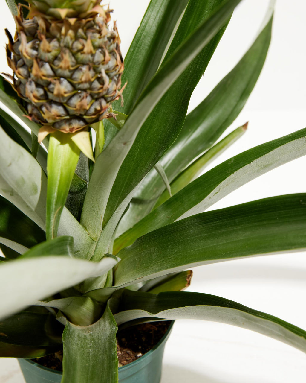 Forholdsvis Agnes Gray Leia Pineapple Plant with Fruit | Tropical Plants | Lively Root