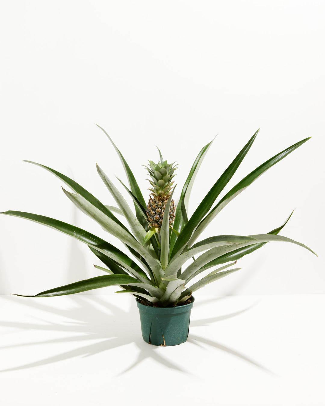 pineapple plant where to buy Pineapple Plant for Sale | Tropical Plants