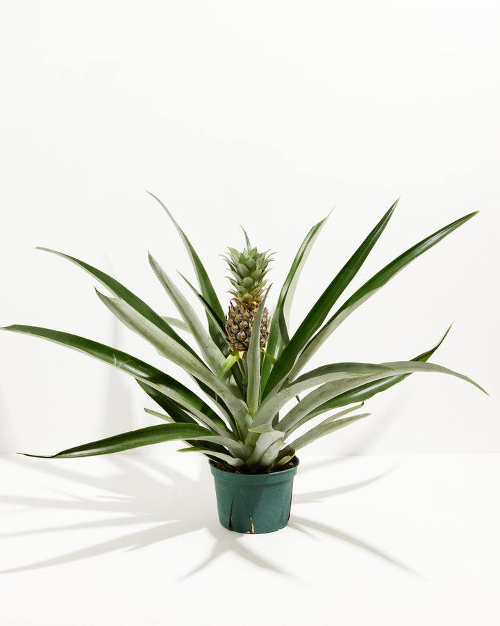 Pineapple Plant for Sale | Tropical Plants