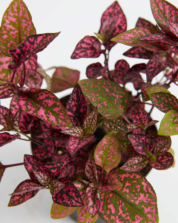 are polka dot plants indoor or outdoor Shop Pink Polka Dot Plant With Care Guide