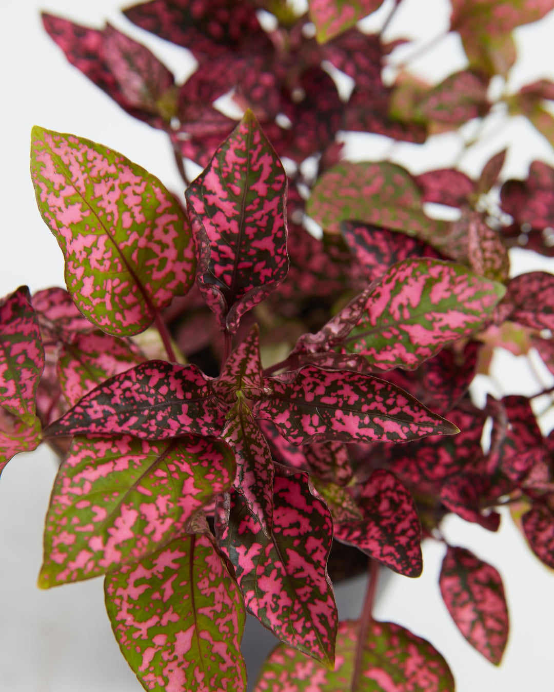 house plant green leaves with pink spots Shop Pink Polka Dot Plant With Care Guide
