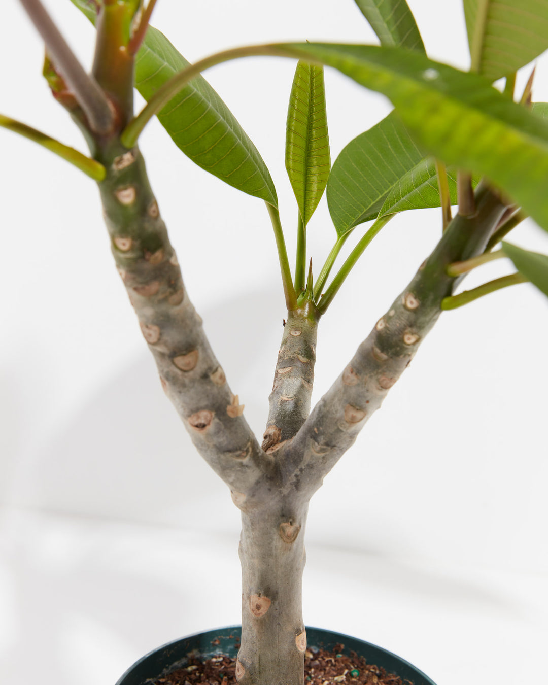 plumeria house plant Plumeria Tree For Sale Including Care Guide & Growing Tips