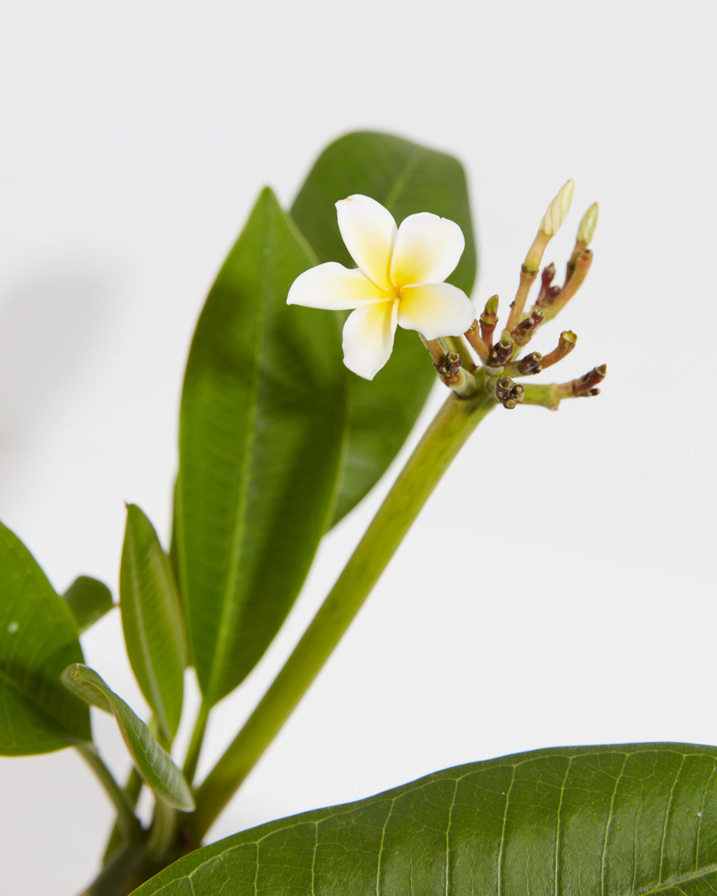 Plumeria Tree For Sale Including Care Guide & Growing Tips