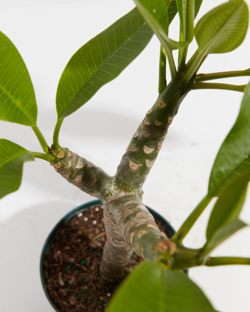 Plumeria Tree For Sale Including Care Guide & Growing Tips