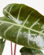 Pink Dragon Alocasia Featured Image