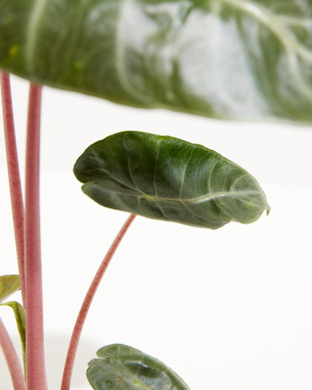 anthurium pink dragon Pink Dragon Alocasia | Elephant Ear Plant