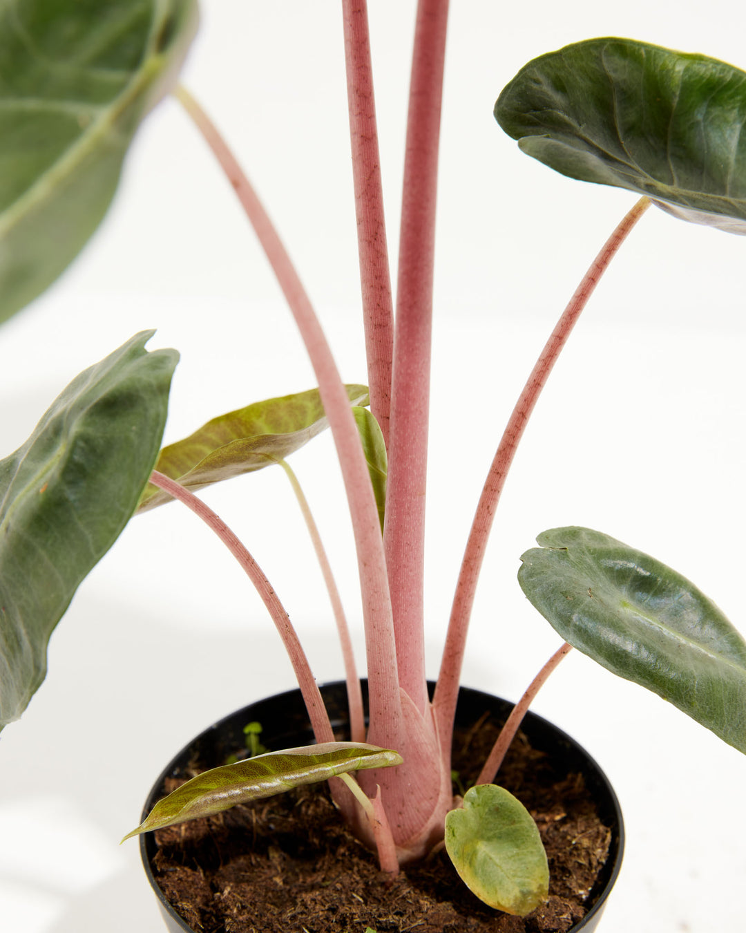 pink stem indoor plant Pink Dragon Alocasia | Elephant Ear Plant