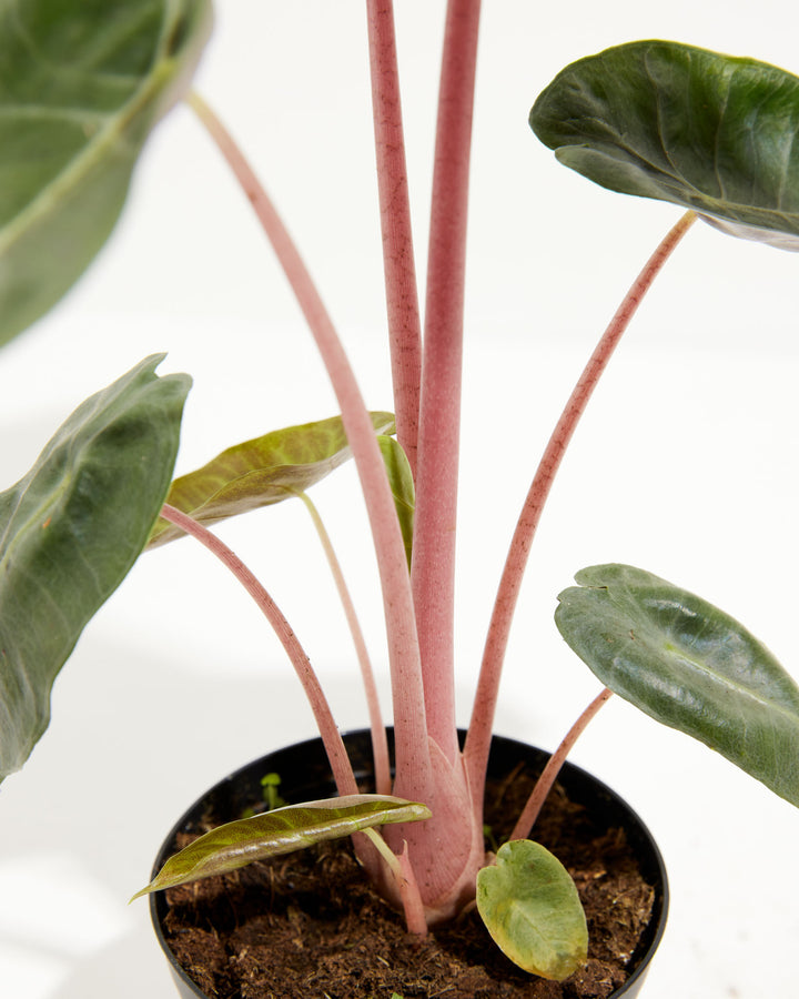 indoor pink elephant ear plant Pink Dragon Alocasia | Elephant Ear Plant