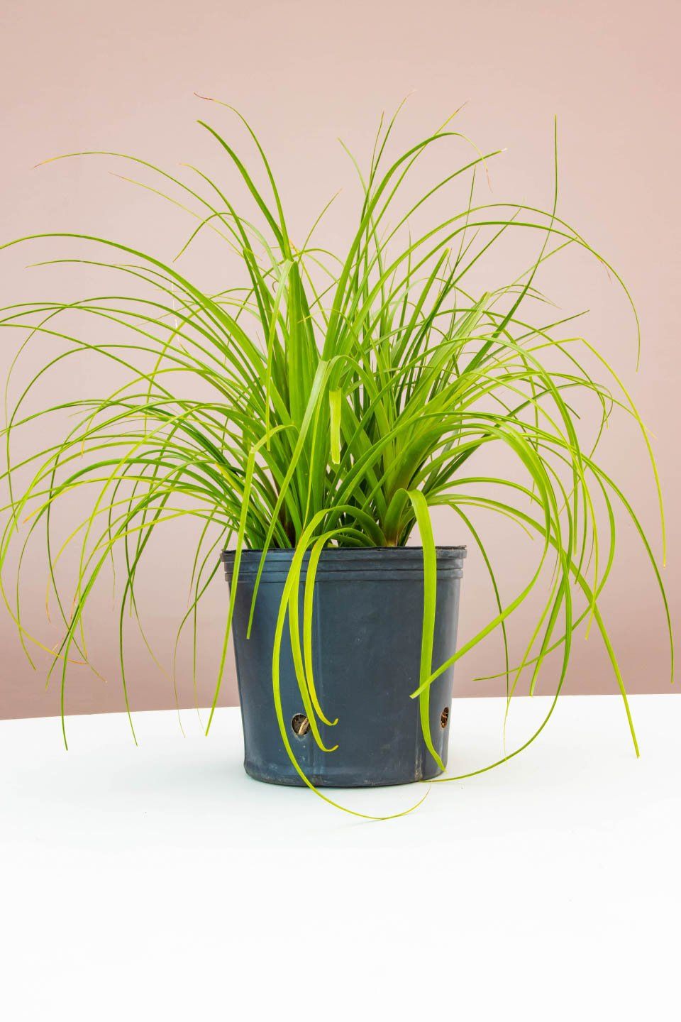 Ponytail Palm Multi, Lively Root, Plant, Size, Extra Large, , 