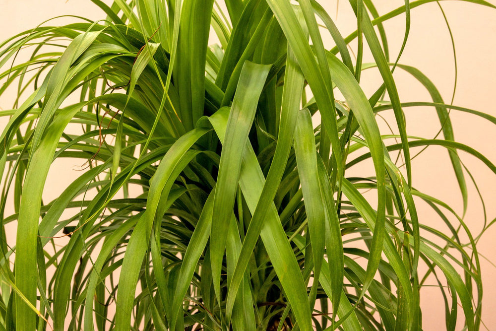 Ponytail Palm Multi, Lively Root, Plant, , , , 