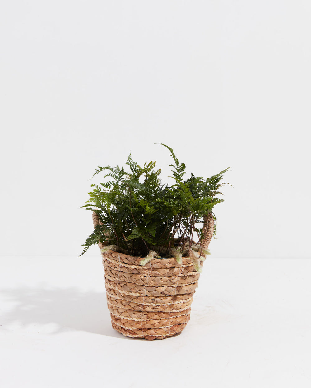 Rabbit Foot Fern Care Guide | Lively Root