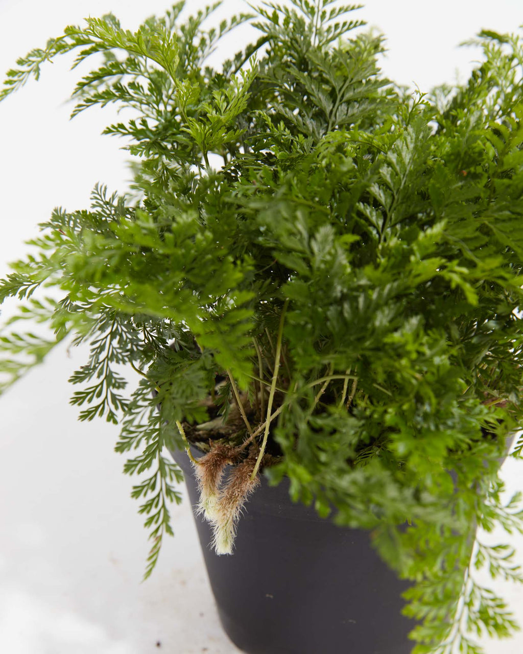 White Rabbit Feet White Rabbit Foot Fern | Table Plants | Lively Root