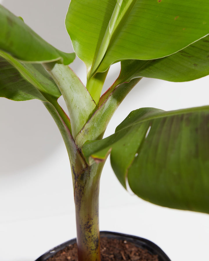 indoor banana plant brown leaves Banana Tree Plant for Sale: Including Overview & Care Guide