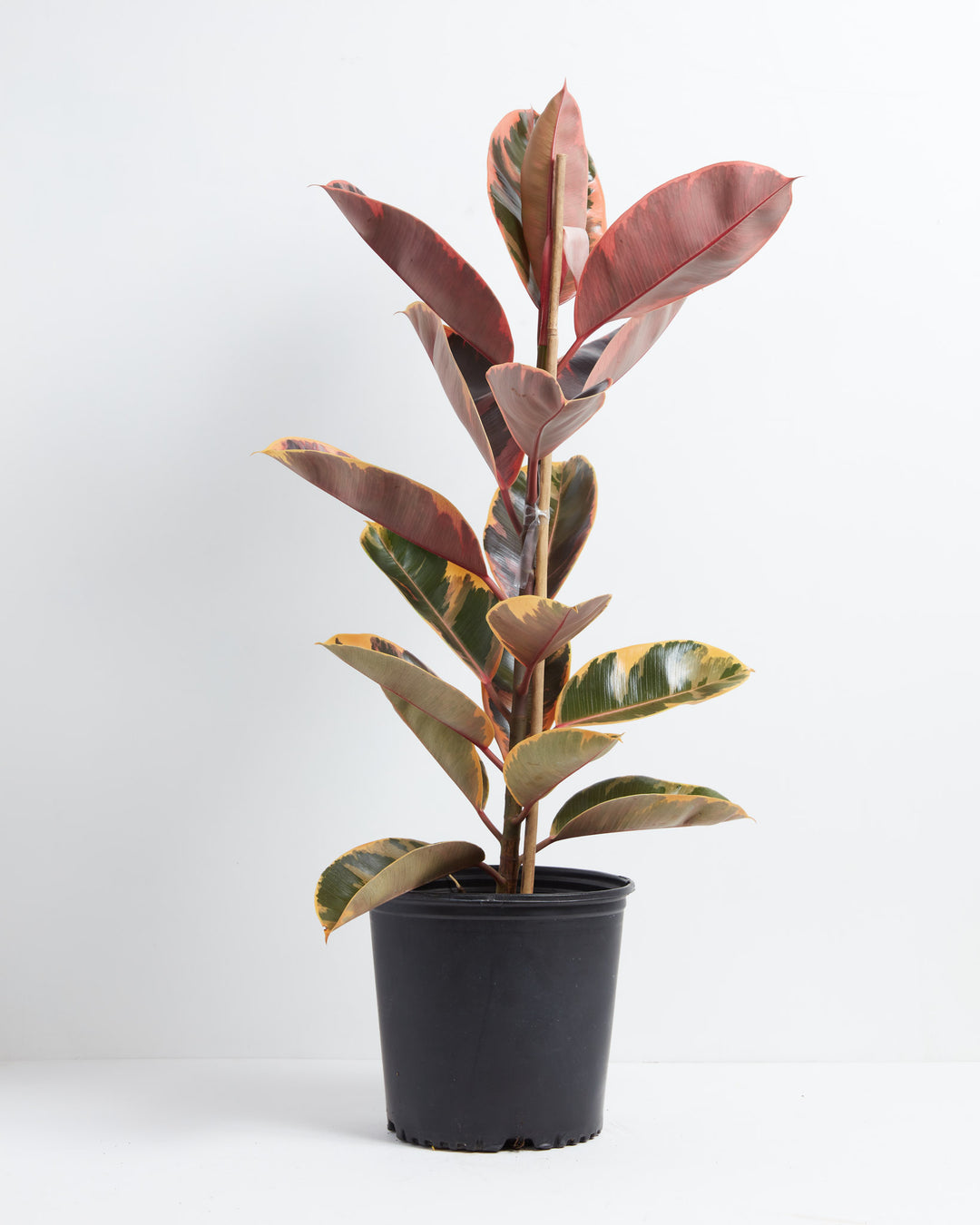 ruby tineke rubber tree Ficus Elastica Ruby for Sale With Large Options & Care Guide Extra Large / Eco Pot / Coconut