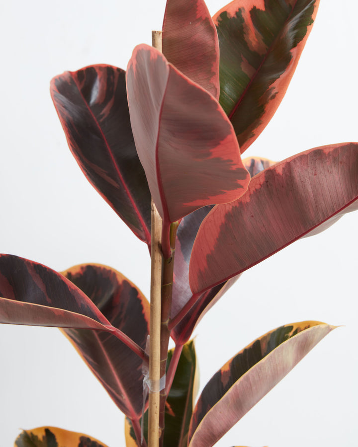pink rubber tree for sale Ficus Elastica Ruby for Sale With Large Options & Care Guide